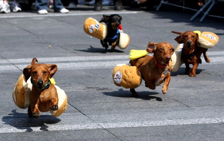 Собачьи бега